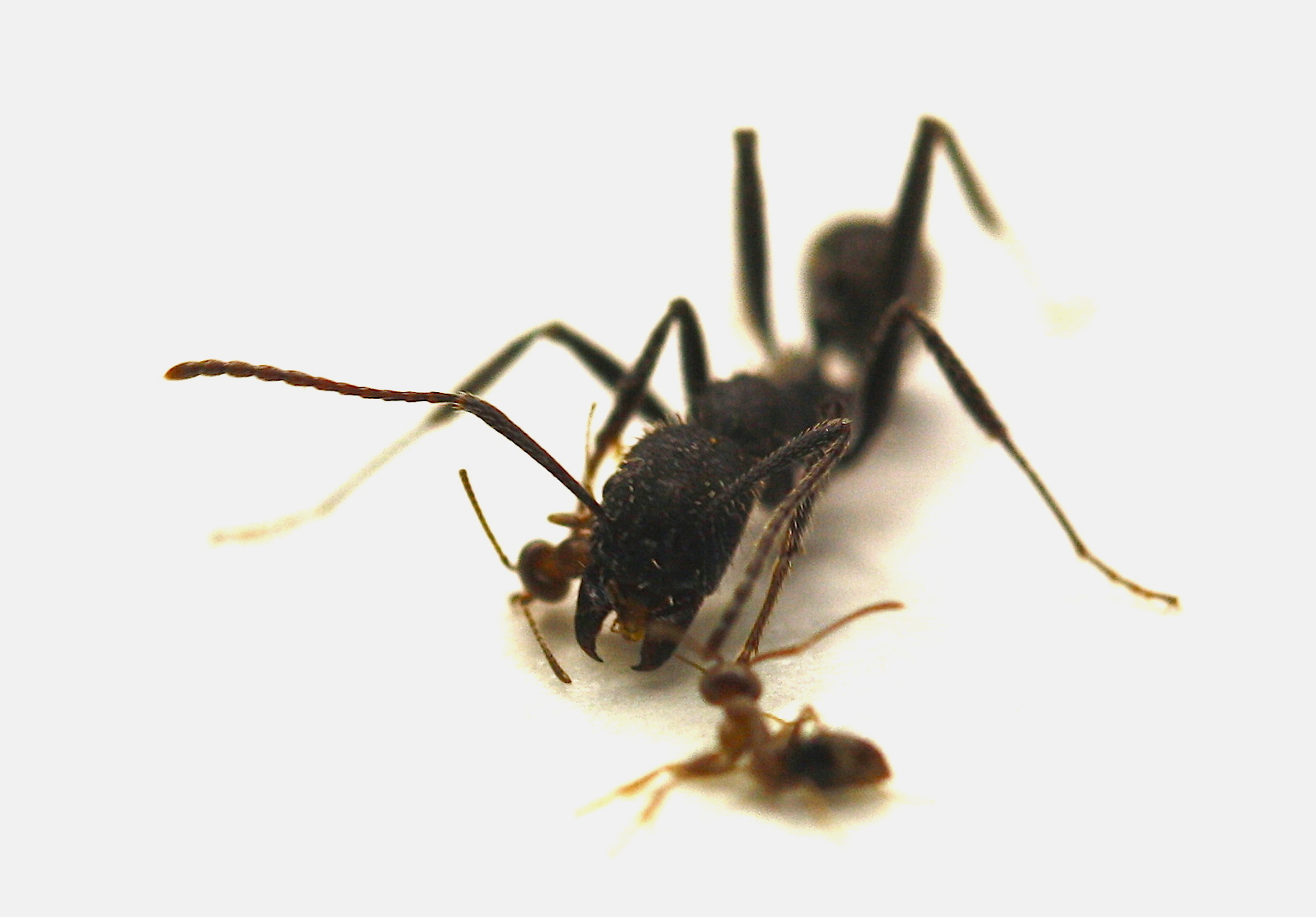 Des fourmis d'Argentine (espèce invasive) attaquant une espèce locale (Olivier Blight)