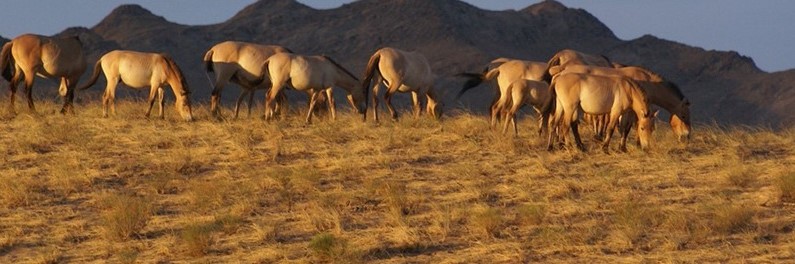 Photo showing wild horses on a steppe.