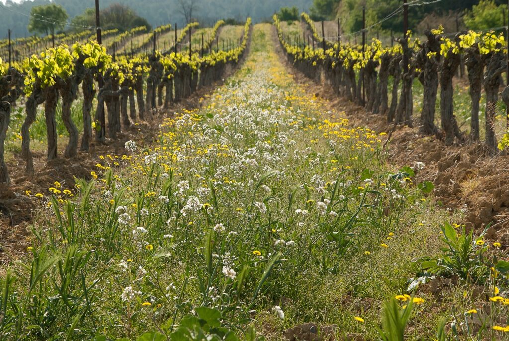 Photo représentative d'un champ verdoyant composé de vignes.