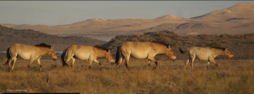 Chevaux sauvages dans la steppe.