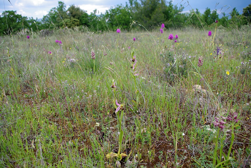Photo représentant des orchidées issues d'espèces protégées.