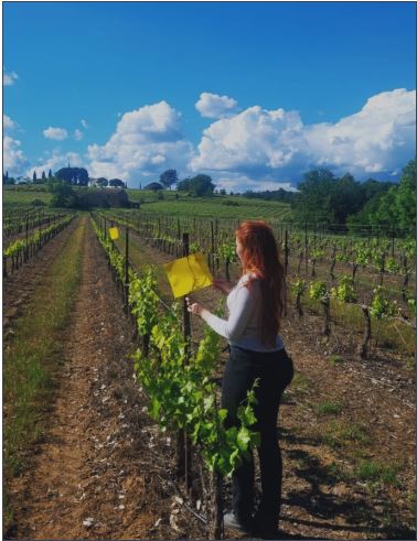 Jeune femme dans un champ de vignes.