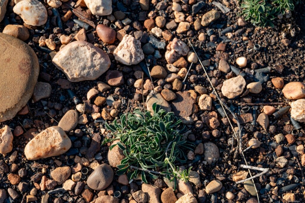 Photo showing stony ground.